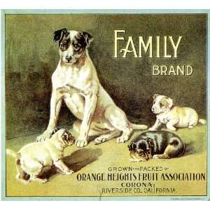 , Riverside County Family Jack Russell Terrier Dogs Orange Citrus 