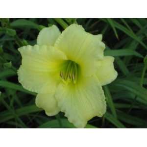  May May Daylily Double Fan Patio, Lawn & Garden