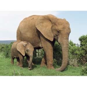 Calf, African Elephant (Loxodonta Africana) Addo National Park, South 
