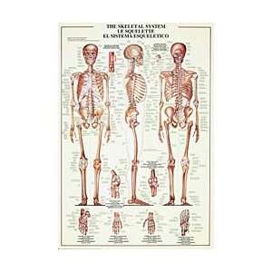 The Skeletal System Poster  Industrial & Scientific