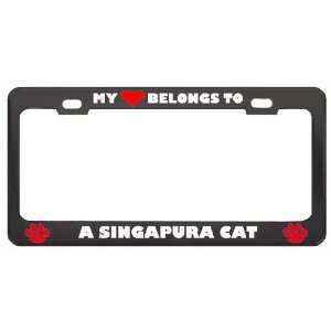 My Heart Belongs To A Singapura Cat Animals Pets Metal License Plate 