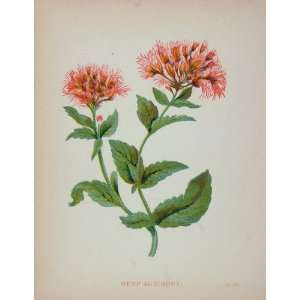  1902 Botanical Print Hemp Agrimony Eupatorium Flower 