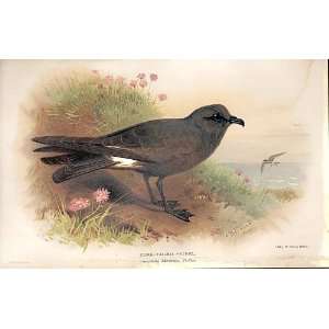    Forked Tailed Petrel By Thorburn Birds 1855 97