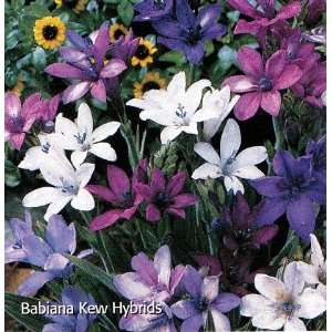   Kew Hybrids 5 Bulbs   Shades of Violet Patio, Lawn & Garden