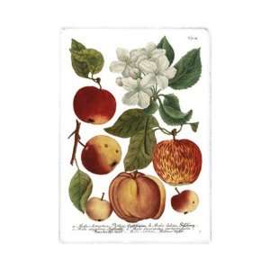  Weinmann Fruits I   Poster by Johann Wilhelm Weinmann 