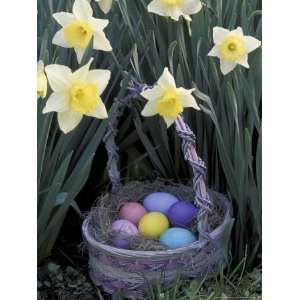 com Easter Basket Among Daffodils, Louisville, Kentucky, USA Holidays 