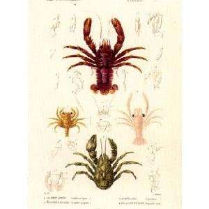  Cuvier Crustaceans Plate 47 Poster Print