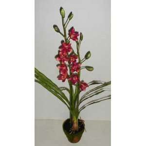  33 Double Potted Cymbidium Orchid