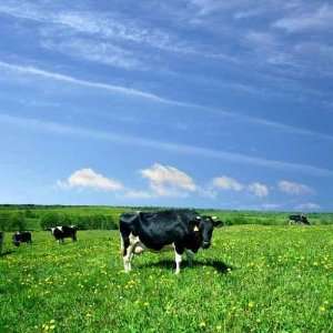  Cow on Green Dandelion Field under Blue Sky   Peel and 