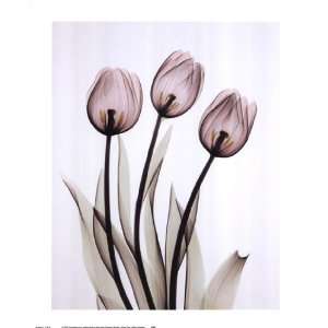  Tulipa One by Albert Koetsier 13x16