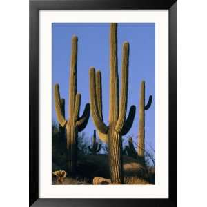 Saguaro Cacti in Desert Landscape with Vivid Blue Sky Collections 