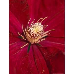  Clematis Rouge Cardinal Close up of Deep Red Flower 