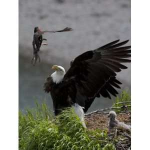  American Bald Eagle Protecting its Nest from a Black 