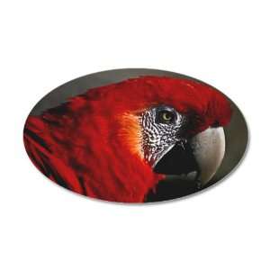  38.5x24.5O Wall Vinyl Sticker Scarlet Macaw   Bird 