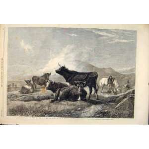    Fair Cattle Willis Road Fine Art 1861 Royal Academy