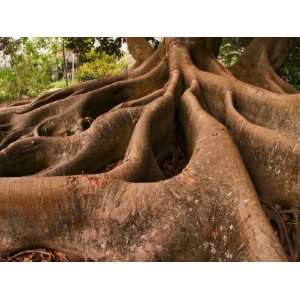  Morton Bay Fig Tree, Selby Gardens, Sarasota, Florida 