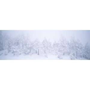  A Blizzard on Spruce Mountain with Snow Covered Trees 