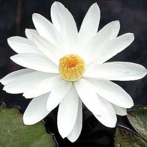    Trudy Slocum   Tropical Lily   Night Bloomer Patio, Lawn & Garden