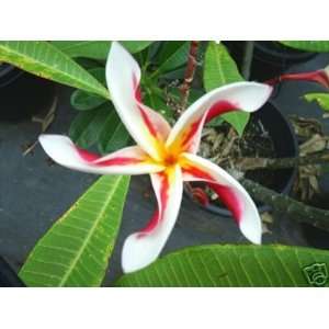  PLUMERIA CUTTING  MADAME PONI  Patio, Lawn & Garden