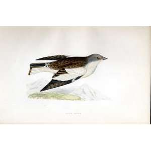  Snow Finch Bree H/C 1875 Old Prints Birds Europe