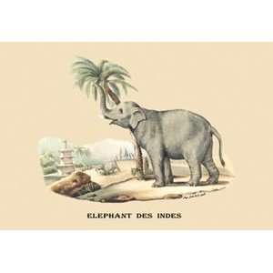  Elephant dInde   Paper Poster (18.75 x 28.5) Sports 