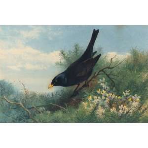   Archibald Thorburn   24 x 16 inches   A Blackbird A