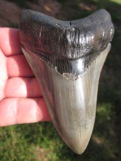 Inch MEGALODON SHARK Tooth Megladon Fossil Teeth USA  