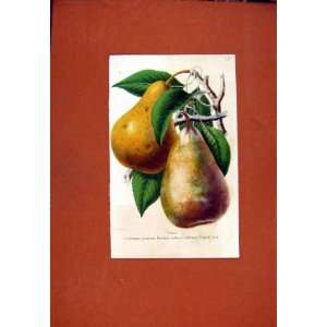  Pear Fruit Drawing Hand Colored Fine Antique Art C1831 