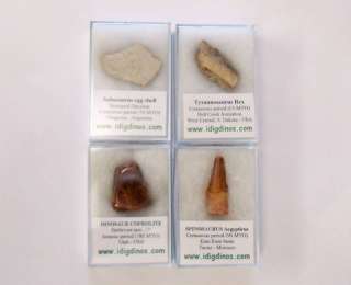 IDD fossils Dinosaur fossil set   tooth, egg, bone, poo  
