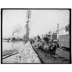  Mule teams on the levee,New Orleans,La.