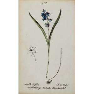  1826 Scilla Bifolia Lily Flower Botanical Color Print 