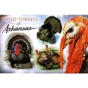  Arkansas Postcard Ar173 Wild Turkey Case Pack 750 Sports 