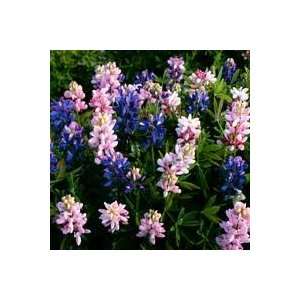   30 Seeds Blooms in Royal Blue, Pink, and White Patio, Lawn & Garden