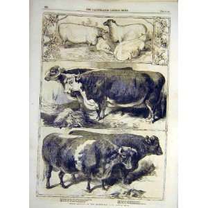   1860 Prize Animals Smithfield Cattle Show Sheep Print