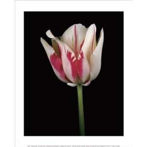    Tulipa Sorbet   Poster by Derek Harris (9.5x11.75)