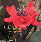 Canna, Brugmansia items in Karchesky Cannas Brugmansias and More store 
