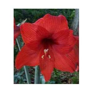  Red Amaryllis Hippeastrum 3 Seeds Patio, Lawn & Garden