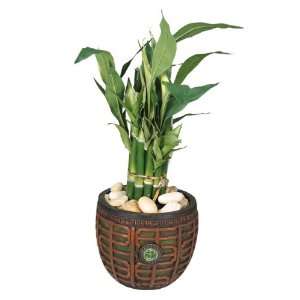  Nu dell Lucky Bamboo with Jade Colored Pot