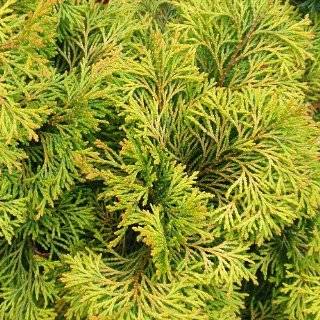  Golden Mop False Cypress  Chamaecyparis  Outside/Bonsai 