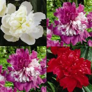  Peony Coll. Celebrity+Red+White   3 plants Patio, Lawn 