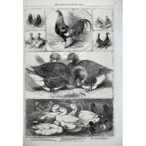   Brimingham Poultry Show Ducks Chicken Pigeon Birds