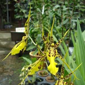  OC114 Orchid Plant Brassidium Shooting Star Pot Pack 