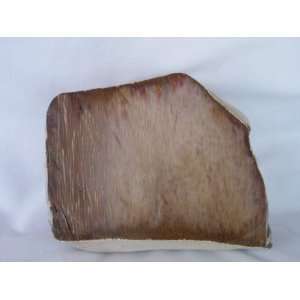 Very Rare Louisiana Petrified Palm Wood Rough, PT 94 