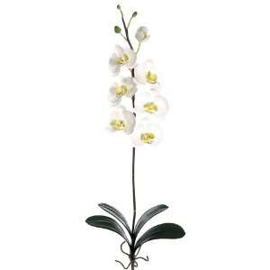 Pack of 6 Artificial Cream White Phalaenopsis Orchid Silk Flower 