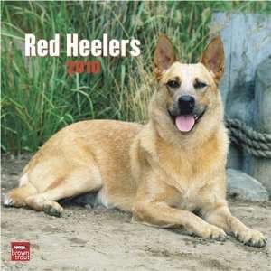  Red Heelers 2010 Square Wall (Multilingual Edition 