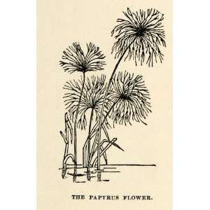  1904 Print Cyperus Papyrus Flower Reed Botanical Perennial 