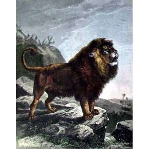 Lion, Barbary Poster Print