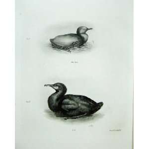  1906 New Born Shag Nestling Cormorant Down Birds