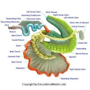  Horse Digestive Tract Veterinary Chart (For Veterinarian 