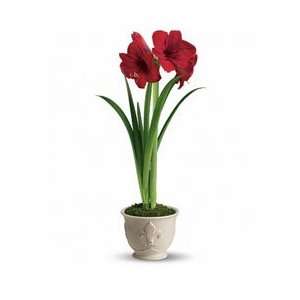  Cheerful Amaryllis Baby